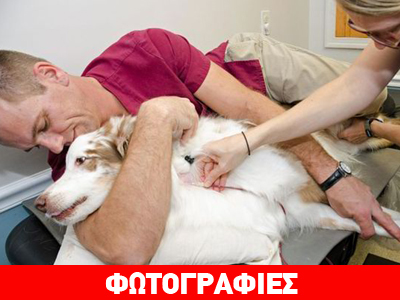 Έσωσε 224 σκύλους με το αίμα του!